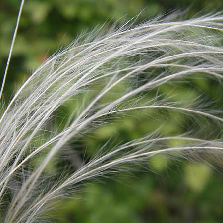 Stipa joannis \ Echtes Federgras, Grauscheidiges Federgras / Grey-Sheathed Feather-Grass, D Martinstein an der Nahe 15.5.2010