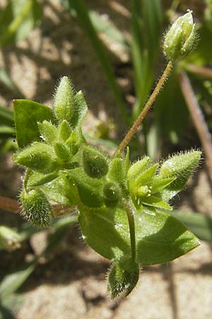 Stellaria pallida \ Blasse Vogelmiere / Lesser Chickweed, D Forst 9.4.2011