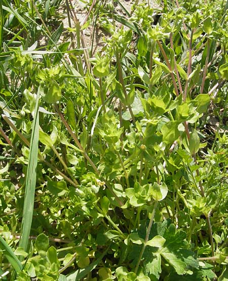 Stellaria pallida \ Blasse Vogelmiere / Lesser Chickweed, D Forst 9.4.2011