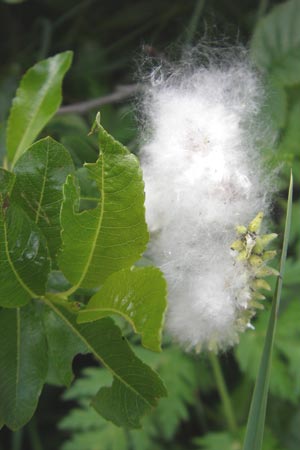 Salix waldsteiniana \ Waldsteins Weide, Bumchen-Weide / Waldstein's Willow, D Immenstadt 21.6.2011