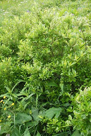 Salix waldsteiniana \ Waldsteins Weide, Bumchen-Weide / Waldstein's Willow, D Immenstadt 21.6.2011