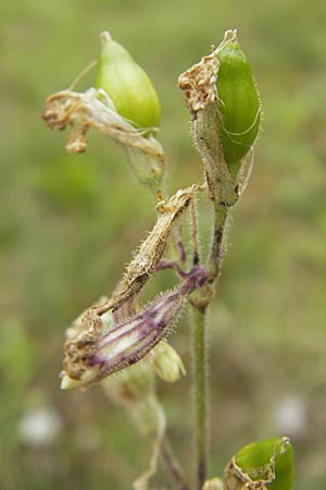 Silene nutans \ Nickendes Leimkraut / Nottingham Catchfly, D Eching 30.7.2011