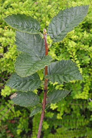 Sorbus haesitans \ Thngersheimer Mehlbeere / Thuengersheim Whitebeam, D Botan. Gar.  Universit.  Regensburg 5.8.2011