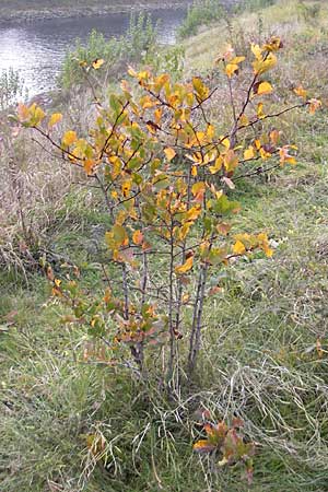 Crataegus spec1 ? \ Wei�dorn / Hawthorn, D Mannheim 21.10.2011