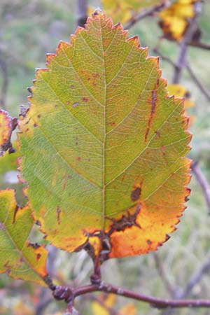 Crataegus spec1 ? \ Wei�dorn / Hawthorn, D Mannheim 21.10.2011