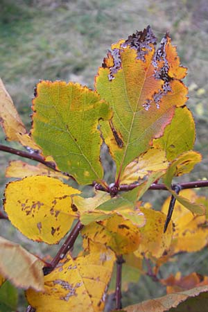 Crataegus spec1 ? \ Wei�dorn / Hawthorn, D Mannheim 21.10.2011