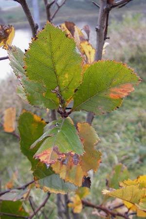 Crataegus spec1 ? \ Wei�dorn / Hawthorn, D Mannheim 21.10.2011