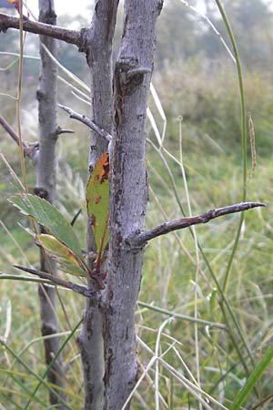 Crataegus spec1 ? \ Wei�dorn / Hawthorn, D Mannheim 21.10.2011