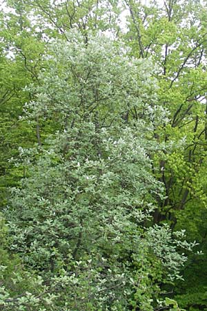Sorbus pseudothuringiaca \ Hersbrucker Mehlbeere / Hersbruck Whitebeam, D Franken/Franconia Weismain 7.5.2012