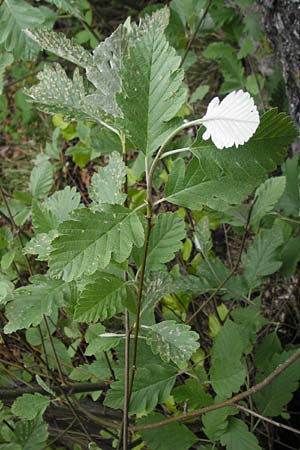 Sorbus pseudothuringiaca \ Hersbrucker Mehlbeere / Hersbruck Whitebeam, D Franken/Franconia Weismain 7.5.2012