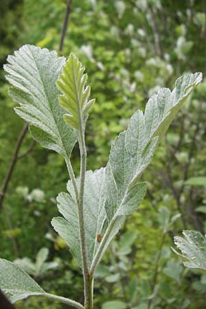 Sorbus pseudothuringiaca \ Hersbrucker Mehlbeere / Hersbruck Whitebeam, D Franken/Franconia Weismain 7.5.2012
