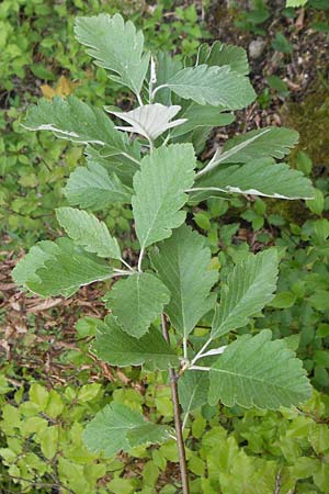 Sorbus pseudothuringiaca \ Hersbrucker Mehlbeere / Hersbruck Whitebeam, D Franken/Franconia Weismain 7.5.2012