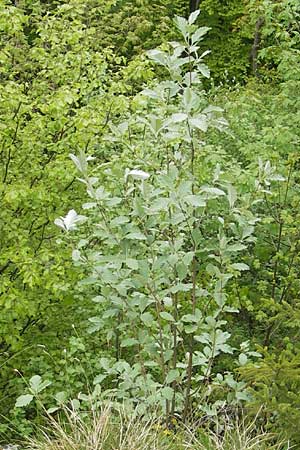 Sorbus pseudothuringiaca \ Hersbrucker Mehlbeere / Hersbruck Whitebeam, D Franken/Franconia Weismain 7.5.2012