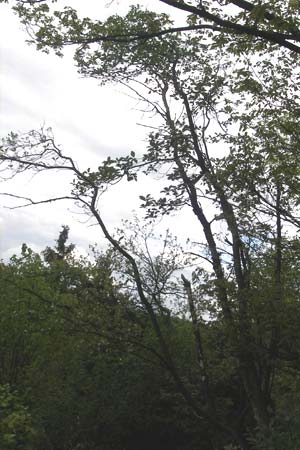 Sorbus harziana \ Harzsche Mehlbeere / Harz' Whitebeam, D Franken/Franconia Weismain 7.5.2012
