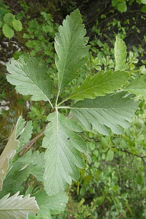 Sorbus pseudothuringiaca \ Hersbrucker Mehlbeere / Hersbruck Whitebeam, D Franken/Franconia Weismain 18.5.2012