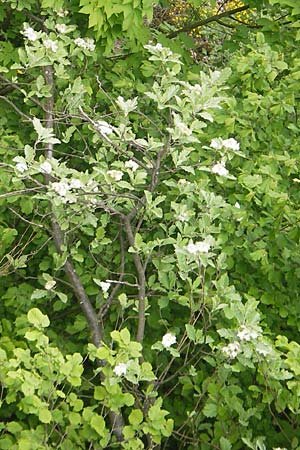 Sorbus pseudothuringiaca \ Hersbrucker Mehlbeere / Hersbruck Whitebeam, D Franken/Franconia Weismain 18.5.2012