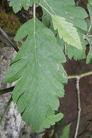 Sorbus pseudothuringiaca \ Hersbrucker Mehlbeere / Hersbruck Whitebeam, D Franken/Franconia Weismain 18.5.2012