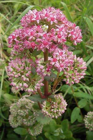 Hylotelephium telephium \ Purpur-Waldfetthenne / Witch's Moneybags, D Achern 28.7.2012