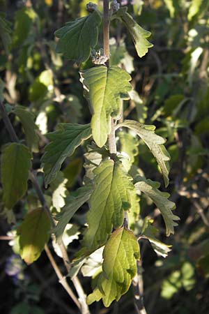 Caryopteris incana \ Graufilzige Bartblume / Bluebeard, D Mannheim 7.9.2012