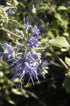 Caryopteris incana \ Graufilzige Bartblume / Bluebeard, D Mannheim 7.9.2012