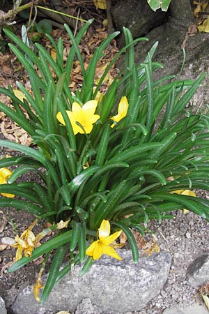 Sternbergia lutea \ Gelbe Sternbergie, Herbst-Goldbecher / Yellow Autumn Crocus, Winter Daffodil, D Weinheim an der Bergstra&szlig;e, Botan. Gar.  Hermannshof 18.10.2012