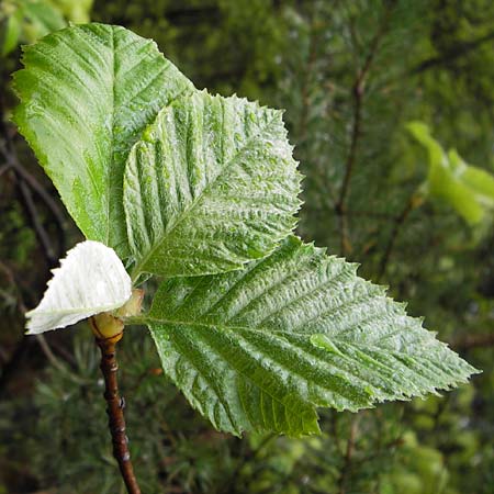 Sorbus haesitans \ Thngersheimer Mehlbeere / Thuengersheim Whitebeam, D Thüngersheim 4.5.2013
