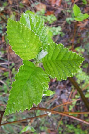 Sorbus haesitans \ Thngersheimer Mehlbeere / Thuengersheim Whitebeam, D Thüngersheim 4.5.2013