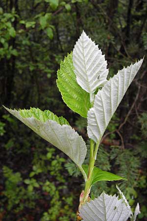 Sorbus haesitans \ Thngersheimer Mehlbeere / Thuengersheim Whitebeam, D Thüngersheim 4.5.2013