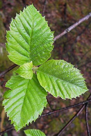 Sorbus haesitans \ Thngersheimer Mehlbeere / Thuengersheim Whitebeam, D Thüngersheim 4.5.2013