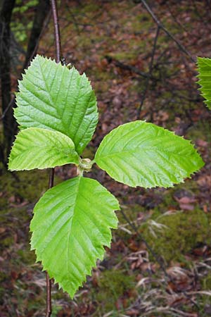 Sorbus haesitans \ Thngersheimer Mehlbeere / Thuengersheim Whitebeam, D Thüngersheim 4.5.2013