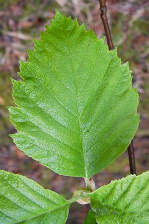 Sorbus haesitans \ Thngersheimer Mehlbeere / Thuengersheim Whitebeam, D Thüngersheim 4.5.2013