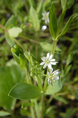 Stellaria alsine \ Quell-Sternmiere / Bog Stitchwort, D Odenwald, Mitlechtern 11.5.2013