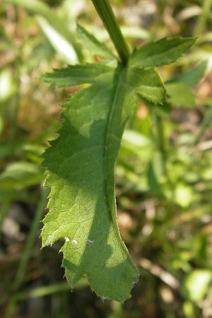 Serratula tinctoria \ Frber-Scharte, D Thüringen, Drei Gleichen 6.8.2013