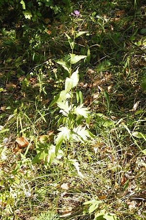 Serratula tinctoria \ Frber-Scharte, D Thüringen, Drei Gleichen 6.8.2013