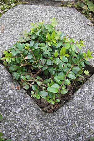 Lonicera nitida \ Heckenmyrte, Strauch-Heckenkirsche / Boxleaf Honeysuckle, D Heidelberg 1.9.2013