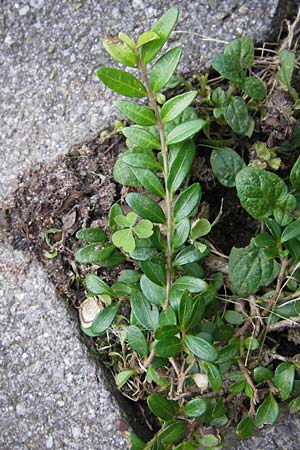 Lonicera nitida \ Heckenmyrte, Strauch-Heckenkirsche / Boxleaf Honeysuckle, D Heidelberg 1.9.2013