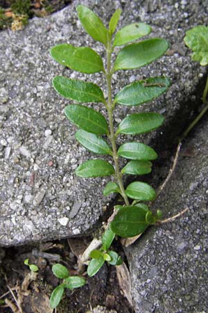 Lonicera nitida \ Heckenmyrte, Strauch-Heckenkirsche / Boxleaf Honeysuckle, D Heidelberg 1.9.2013