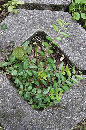 Lonicera nitida \ Heckenmyrte, Strauch-Heckenkirsche / Boxleaf Honeysuckle, D Heidelberg 1.9.2013