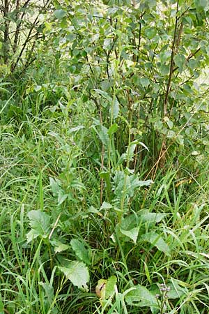 Serratula tinctoria \ Frber-Scharte, D Irndorfer Hardt 8.7.2014