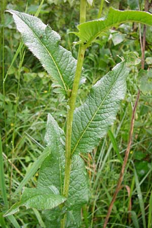 Serratula tinctoria \ Frber-Scharte, D Irndorfer Hardt 8.7.2014