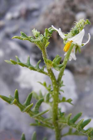 Solanum triflorum \ Dreibltiger Nachtschatten / Small Nightshade, D Ludwigshafen 16.9.2014