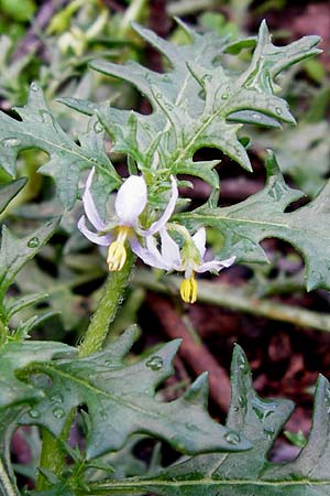 Solanum triflorum \ Dreibltiger Nachtschatten / Small Nightshade, D Schwetzingen 20.9.2014