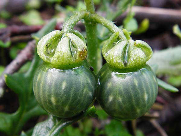Solanum triflorum \ Dreibltiger Nachtschatten / Small Nightshade, D Schwetzingen 20.9.2014