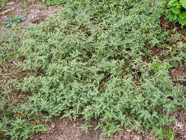 Solanum triflorum \ Dreibltiger Nachtschatten / Small Nightshade, D Schwetzingen 25.9.2014