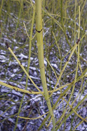 Cornus sericea \ Seidiger Hartriegel / Red Osier Dogwood, D Mannheim 30.12.2014