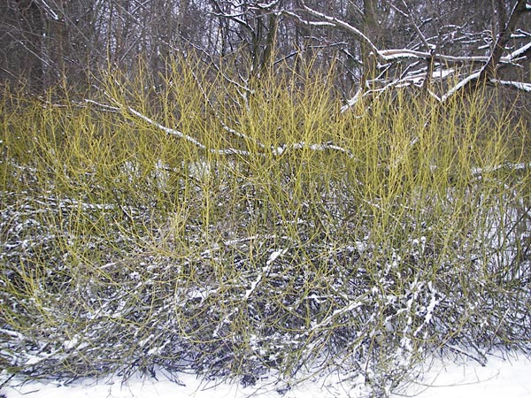 Cornus sericea \ Seidiger Hartriegel / Red Osier Dogwood, D Mannheim 30.12.2014
