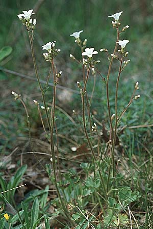 Saxifraga granulata \ Knllchen-Steinbrech / Meadow Saxifrage, D Bensheim 29.4.2006
