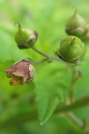 Scrophularia umbrosa \ Geflgelte Braunwurz / Green Figwort, D Pfungstadt 7.7.2009
