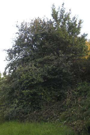 Sorbus ratisbonensis \ Regensburger Mehlbeere / Regensburg Whitebeam, D Regensburg 4.8.2011