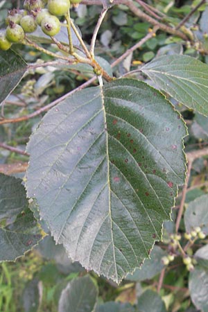 Sorbus ratisbonensis \ Regensburger Mehlbeere / Regensburg Whitebeam, D Regensburg 4.8.2011